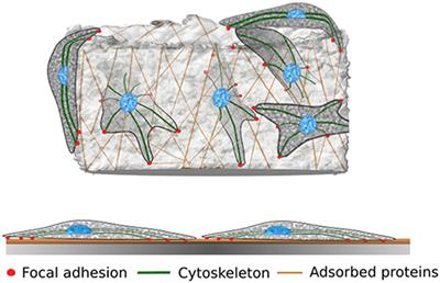 Scaffolds for 3D Cell Culture and Cellular Agriculture Applications Derived From Non-animal Sources